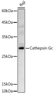 Cathepsin G Rabbit pAb