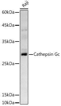 Cathepsin G Rabbit pAb