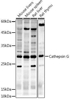 Cathepsin G Rabbit pAb