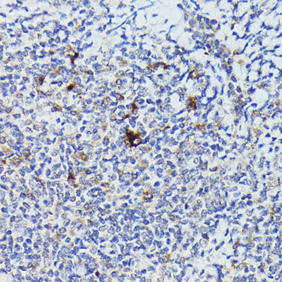 Cathepsin G Rabbit pAb