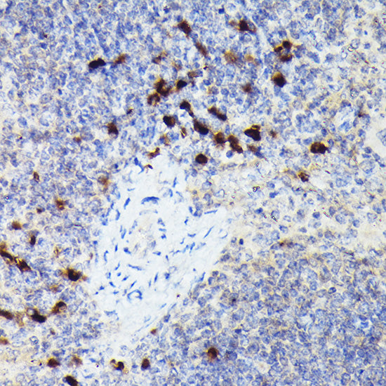 Cathepsin G Rabbit pAb