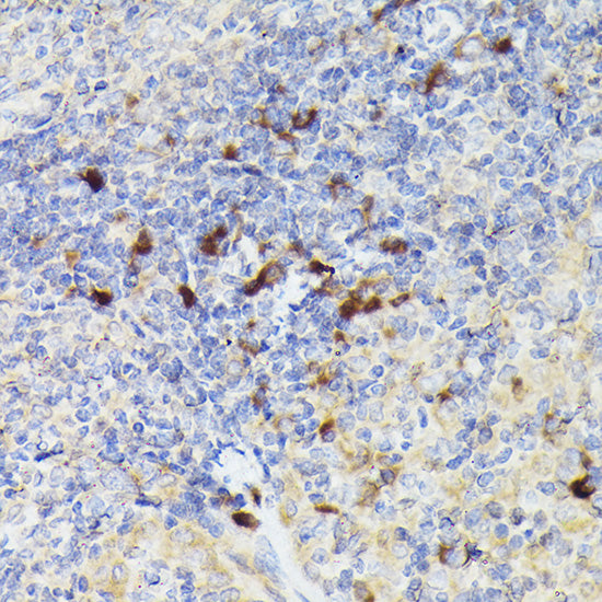 Cathepsin G Rabbit pAb