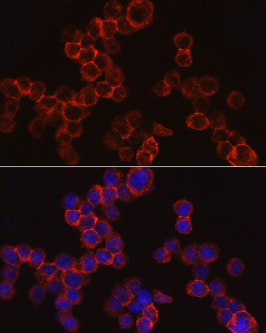 Cathepsin G Rabbit pAb
