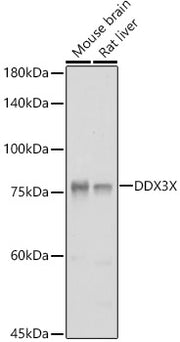DDX3X Rabbit pAb