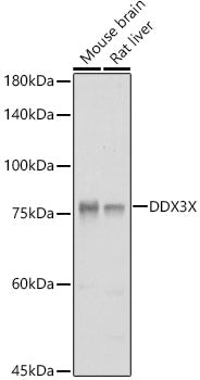 DDX3X Rabbit pAb