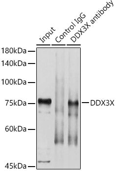DDX3X Rabbit pAb