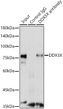 DDX3X Rabbit pAb