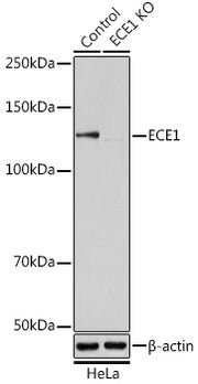 [KO Validated] ECE1 Rabbit pAb