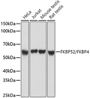 FKBP52/FKBP4 Rabbit pAb