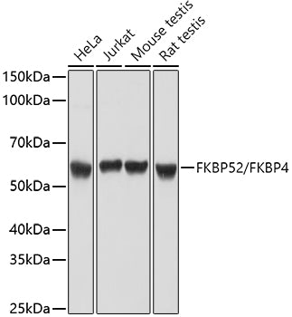 FKBP52/FKBP4 Rabbit pAb
