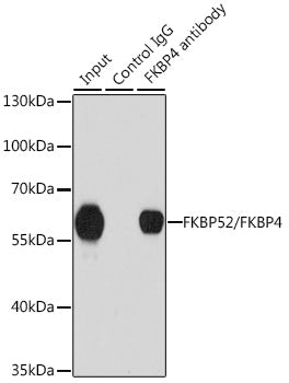 FKBP52/FKBP4 Rabbit pAb
