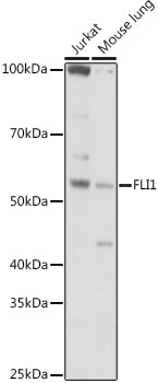 FLI1 Rabbit pAb