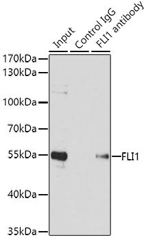 FLI1 Rabbit pAb