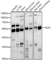 HEXA Rabbit pAb