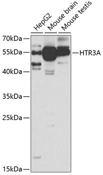 HTR3A Rabbit pAb