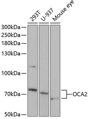 OCA2 Rabbit pAb