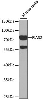 PIAS2 Rabbit pAb