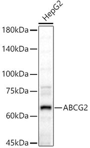 ABCG2 Rabbit pAb