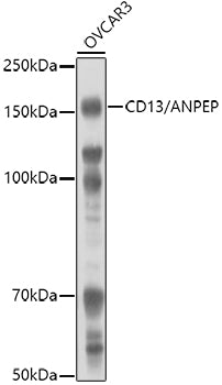 CD13/ANPEP Rabbit pAb