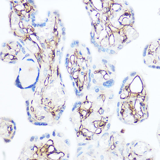 CD13/ANPEP Rabbit pAb