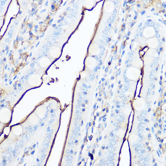 CD13/ANPEP Rabbit pAb