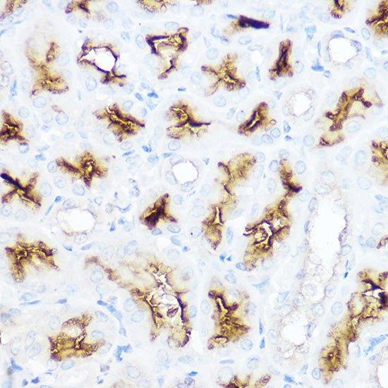 CD13/ANPEP Rabbit pAb