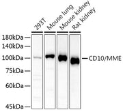 CD10/MME Rabbit pAb