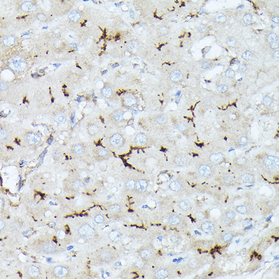 CD10/MME Rabbit pAb