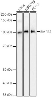 BMPR2 Rabbit pAb