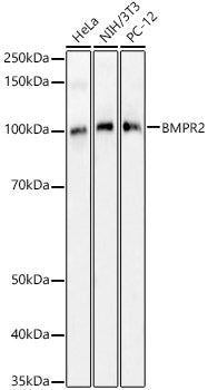 BMPR2 Rabbit pAb