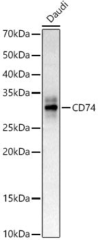 CD74 Rabbit pAb