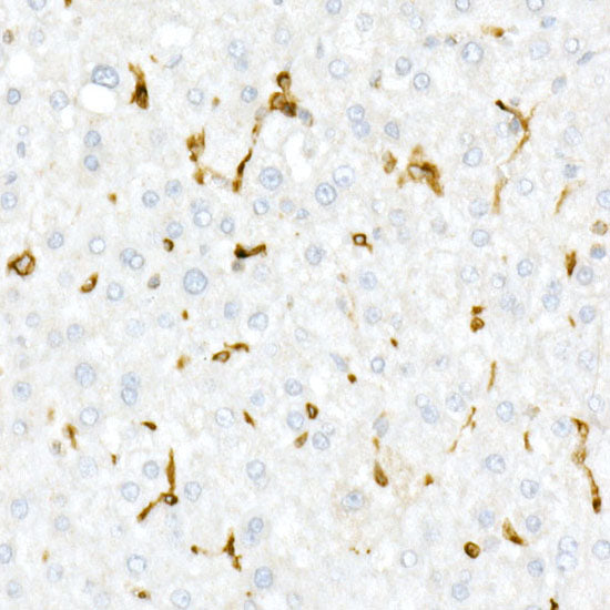 CD74 Rabbit pAb