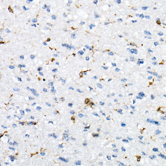 CD74 Rabbit pAb