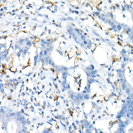 CD74 Rabbit pAb