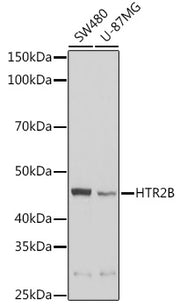 HTR2B Rabbit pAb