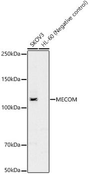 MECOM Rabbit pAb