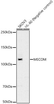 MECOM Rabbit pAb