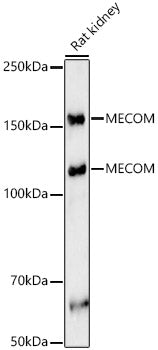 MECOM Rabbit pAb