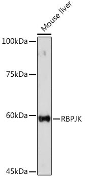 RBPJK Rabbit pAb
