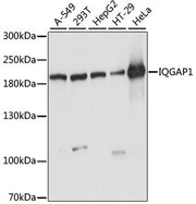 IQGAP1 Rabbit pAb