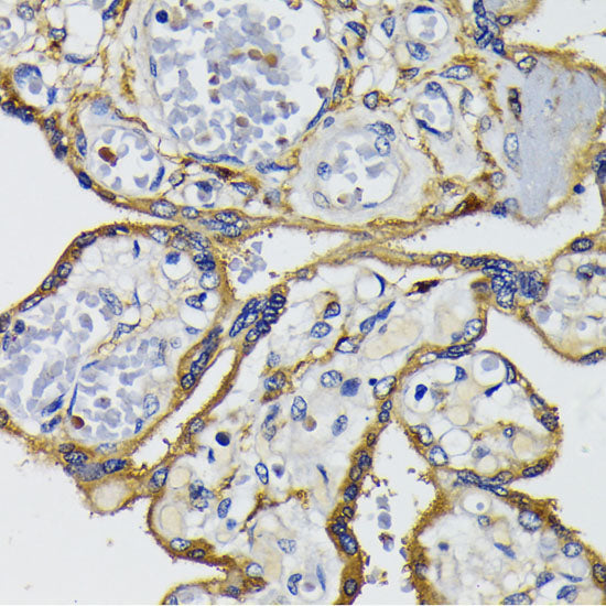 IQGAP1 Rabbit pAb