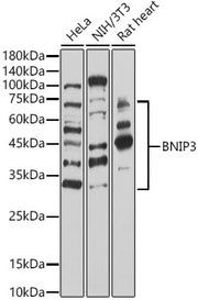 BNIP3 Rabbit pAb