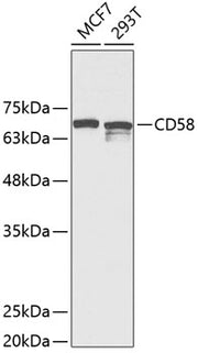 CD58 Rabbit pAb