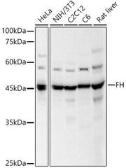 FH Rabbit pAb