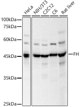 FH Rabbit pAb