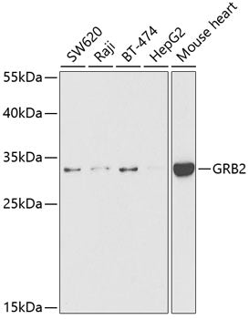 GRB2 Rabbit pAb