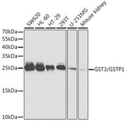GST3/GSTP1 Rabbit pAb