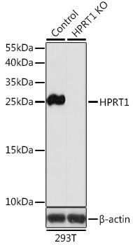 [KO Validated] HPRT1 Rabbit pAb