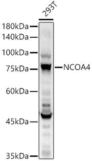 NCOA4 Rabbit pAb