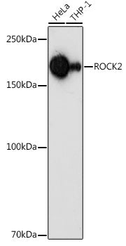 ROCK2 Rabbit pAb